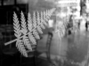 Auckland All Blacks