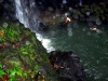 Regenwald-Pool-3-Dominica