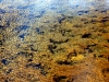 Yellowstone