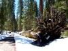 Yosemite